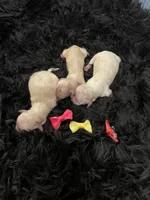 Maltipoo Girls! 3 available! , a female Maltipoo for sale in Campbell, TX – 4 of 10