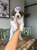 Akc Clear 🧬 Tested Blue Merle Phantom Parti Partial Blue eye, a female Poodle - Miniature  for sale in Campbell, TX – 2 of 10