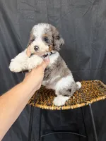 Akc Clear 🧬 Tested Blue Merle Phantom Parti 💙, a male Poodle - Miniature  for sale in Campbell, TX – 9 of 10
