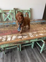 Akc Clear 🧬 Tested Red Poodle Boy 💙, a male Poodle - Miniature  for sale in Campbell, TX – 8 of 10