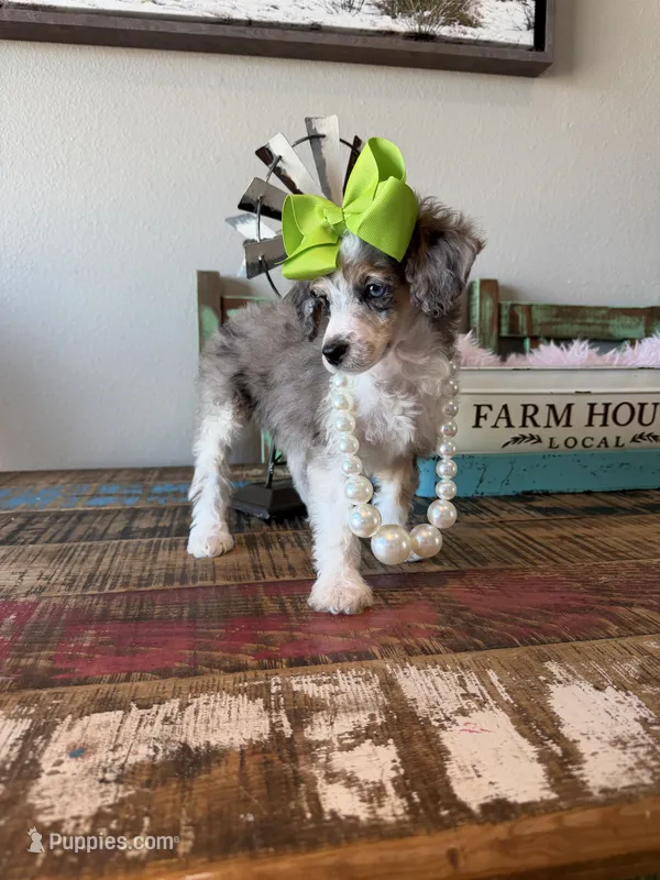 Akc Clear 🧬 Tested Blue Merle Phantom Parti 🩷 – Poodle - Miniature  puppy for sale in Campbell, TX