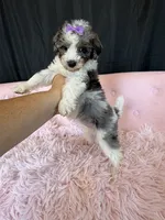 Akc Clear 🧬 Tested Blue Merle Phantom Parti 🩷, a female Poodle - Miniature  for sale in Campbell, TX – 10 of 10