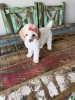 Akc Clear 🧬 Tested Chocolate Phantom Parti 🩷, a female Poodle - Miniature  for sale in Campbell, TX – 6 of 10