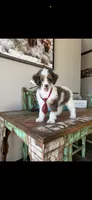Akc Clear 🧬 Tested Blue Merle Phantom Parti- Carries Brown, a male Poodle - Miniature  for sale in Campbell, TX – 10 of 10