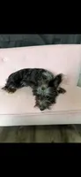 Blue Merle Yorkie Jolie 🩷, a female Yorkshire Terrier for sale in Campbell, TX – 4 of 9