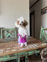 Akc Clear 🧬 Tested Chocolate Phantom Parti 🩷, a female Poodle - Miniature  for sale in Campbell, TX – 5 of 10