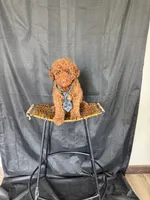 Akc Clear 🧬 Tested Red Poodle Boy 💙 bb, a male Poodle - Miniature  for sale in Campbell, TX – 2 of 10