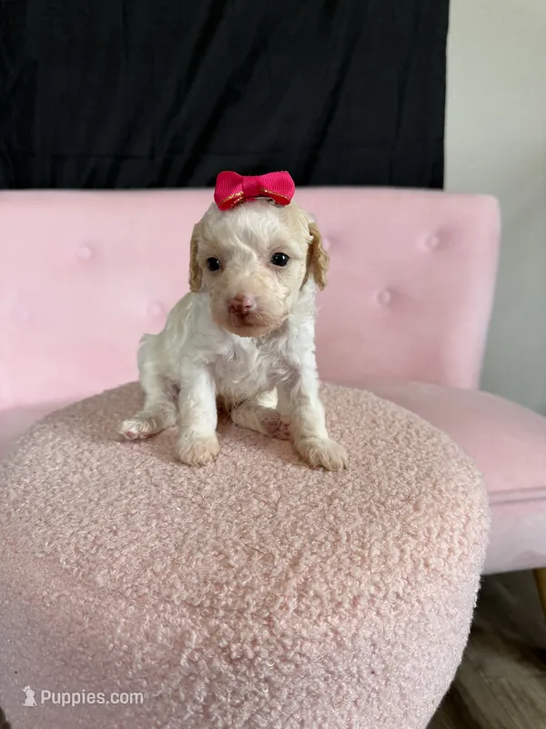 Akc Clear 🧬 tested Chocolate Phantom Parti  – Poodle - Miniature  puppy for sale in Campbell, TX