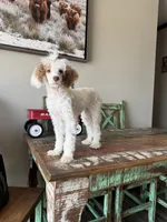Akc 🧬 Tested Clear AtAt KyKy S/S bb girl , a female Poodle - Miniature  for sale in Campbell, TX – 9 of 10