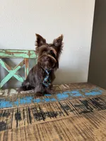KB Chocolate Boy Rocky, a male Yorkshire Terrier for sale in Campbell, TX – 2 of 9