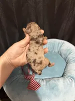Akc Clear Chocolate Merle Phantom Red Tie, a male Poodle - Miniature  for sale in Campbell, TX – 8 of 10