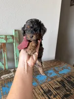 Akc Clear 🧬 Tested Blue Merle Phantom 💙, a male Poodle - Miniature  for sale in Campbell, TX – 4 of 10