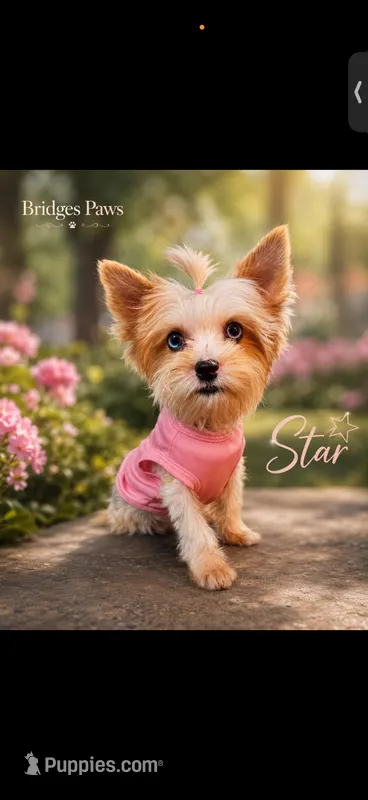 Merle Parti with Blue eyes – Yorkshire Terrier puppy for sale in Campbell, TX