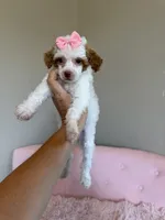 Akc Clear 🧬 Tested Chocolate Phantom Parti , a female Poodle - Miniature  for sale in Campbell, TX – 8 of 10