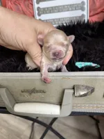 Maltipoo! Girl! Turquoise Bow! 💚, a female Maltipoo for sale in Campbell, TX – 4 of 7