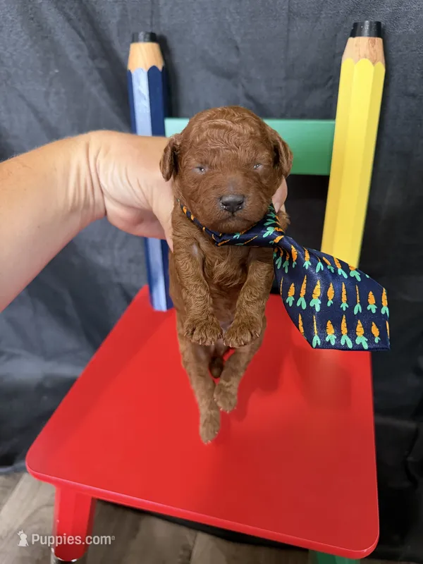 Akc Red Toy Poodle Boy Blue Tie – Poodle - Toy  puppy for sale in Campbell, TX
