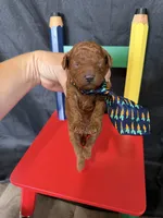 Akc Red Toy Poodle Boy Blue Tie, a male Poodle - Toy  for sale in Campbell, TX – 1 of 9