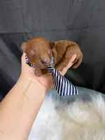 Akc Bred color Red Boy!, a male Poodle - Toy  for sale in Campbell, TX – 6 of 10