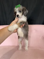 Akc Clear 🧬 Tested Blue Merle Phantom Parti with Blue eye, a female Poodle - Miniature  for sale in Campbell, TX – 8 of 10