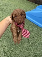 Akc 🧬 Clear Bred the Color Red Boy 💙, a male Poodle - Toy  for sale in Campbell, TX – 3 of 10