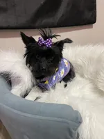 KB Black 5 pound Mia, a female Yorkshire Terrier for sale in Campbell, TX – Photo 2 of 10