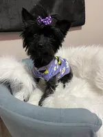 KB Black 5 pound Mia, a female Yorkshire Terrier for sale in Campbell, TX – Photo 1 of 10