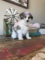 Akc Clear 🧬 Tested Blue Merle Phantom Parti 🩷, a female Poodle - Miniature  for sale in Campbell, TX – 4 of 10