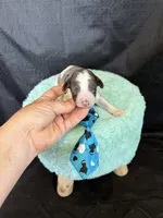 Akc Clear 🧬 tested Blue Merle Phantom Parti Boy Blue Tie, a male Poodle - Miniature  for sale in Campbell, TX – 5 of 10