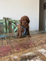 Akc Red Poodle Boy 💙, a male Poodle - Toy  for sale in Campbell, TX – 10 of 10