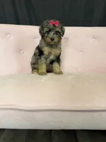 Akc Clear 🧬 Tested Blue Merle Phantom 🩷, a female Poodle - Miniature  for sale in Campbell, TX – 3 of 10