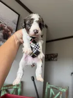 Akc Clear 🧬 tested Blue Merle Parti Stripes Tie, a male Poodle - Miniature  for sale in Campbell, TX – 2 of 10