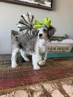 Akc Clear 🧬 Tested Blue Merle Phantom Parti 🩷, a female Poodle - Miniature  for sale in Campbell, TX – 7 of 10