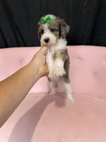 Akc Clear 🧬 Tested Blue Merle Phantom Parti 🩷, a female Poodle - Miniature  for sale in Campbell, TX – 2 of 10