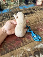 Cali’s Apricot Maltipoo Blue Tie, a male Maltipoo for sale in Campbell, TX – 8 of 10