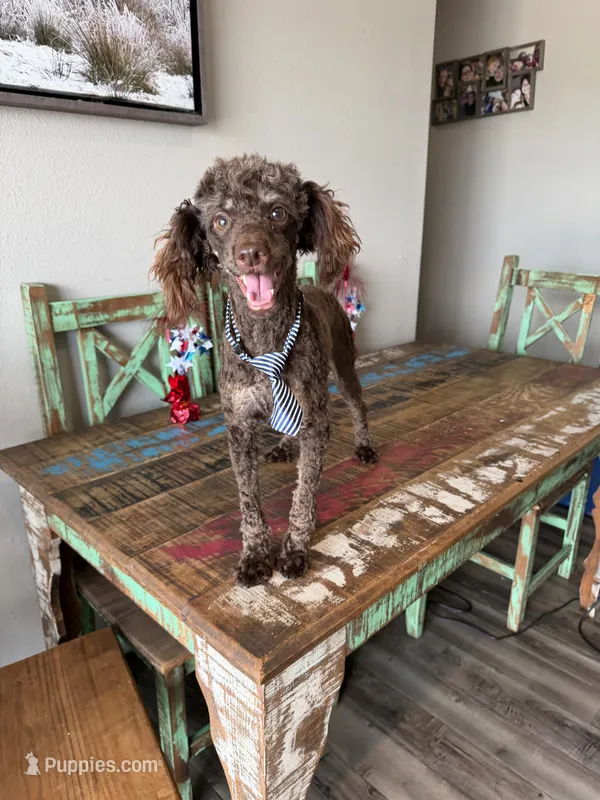 Akc Clear Chocolate Phantom Animal Genetics tested  – Poodle - Miniature  puppy for sale in Campbell, TX