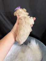 Maltipoo! Purple Bow 💜, a female Maltipoo for sale in Campbell, TX – 9 of 10
