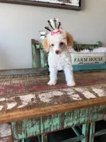 Akc Clear 🧬 Tested Chocolate Phantom Parti 🩷, a female Poodle - Miniature  for sale in Campbell, TX – 8 of 10