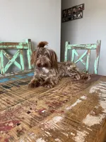 KB Chocolate Yorkie Girl Cocobean, a female Yorkshire Terrier for sale in Campbell, TX – 6 of 10