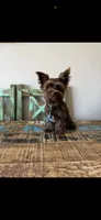 KB Chocolate Boy Rocky, a male Yorkshire Terrier for sale in Campbell, TX – 9 of 9