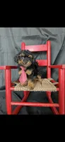 Akc Tiny Black Phantom Boy 💙, a male Poodle - Toy  for sale in Campbell, TX – 4 of 10