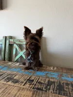 KB Chocolate Boy Rocky, a male Yorkshire Terrier for sale in Campbell, TX – 4 of 9