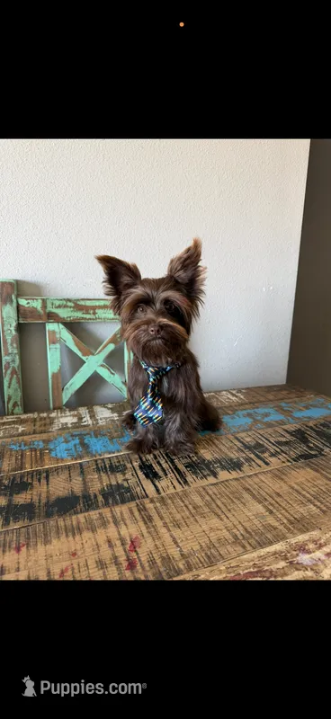 KB Chocolate Boy Rocky – Yorkshire Terrier puppy for sale in Campbell, TX