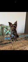 KB Chocolate Boy Rocky, a male Yorkshire Terrier for sale in Campbell, TX – 1 of 9