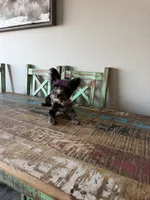 Blue Merle Yorkie Jolie 🩷, a female Yorkshire Terrier for sale in Campbell, TX – 10 of 10