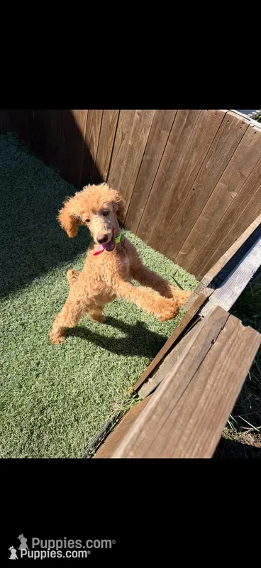 Akc Clear 🧬 Tested Red Phantom bb 💙- Small Moyen – Poodle - Standard  puppy for sale in Campbell, TX