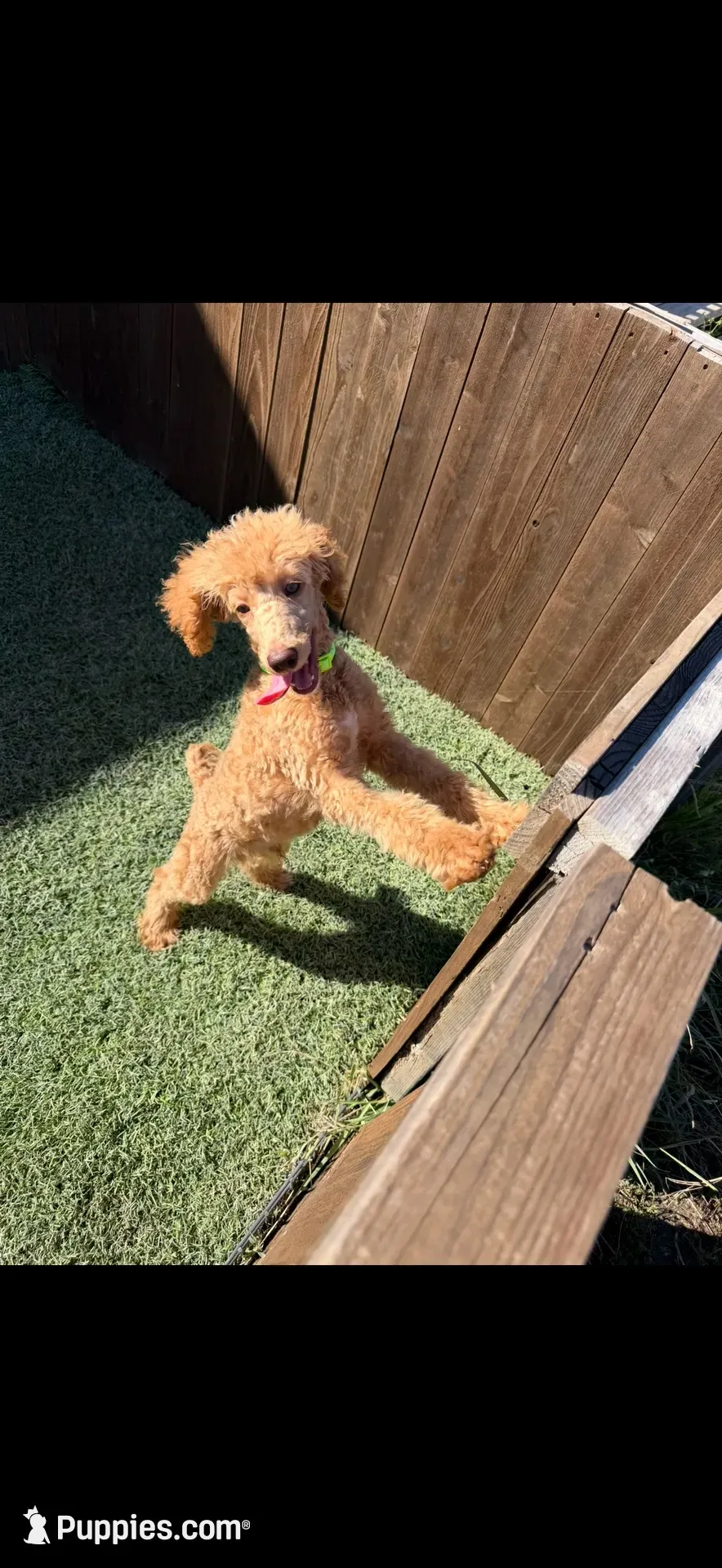 Akc Clear 🧬 Tested Red Phantom bb 💙- Small Moyen, a male Poodle - Standard  for sale in Campbell, TX – 1 of 10