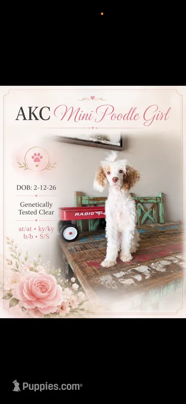 Akc 🧬 Tested Clear AtAt KyKy S/S bb girl  – Poodle - Miniature  puppy for sale in Campbell, TX
