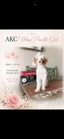 Akc 🧬 Tested Clear AtAt KyKy S/S bb girl , a female Poodle - Miniature  for sale in Campbell, TX – 1 of 10