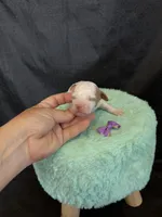 Akc Clear 🧬 tested Chocolate Phantom Parti Girl , a female Poodle - Miniature  for sale in Campbell, TX – 3 of 10