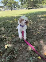 Akc Clear 🧬 Tested Chocolate Phantom Parti, a female Poodle - Miniature  for sale in Campbell, TX – 10 of 10